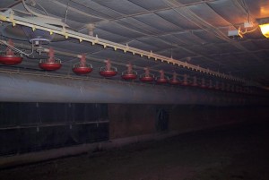 Inside Frye Poultry barn