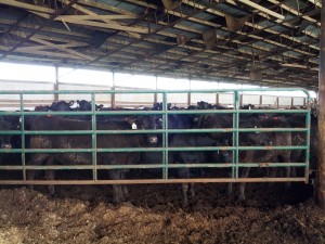 Heifers at Sexing Technologies